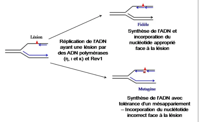 Figure 5 :   Mécanisme de réparation de l’ADN par synthèse translésionnelle (TLS). Sources 