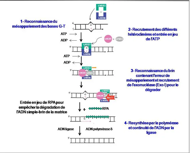 Figure 8 :   La réparation de l’ADN par MMR. Source modifiée : Pourquier, 2006. 