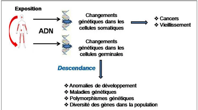 Figure 9 :  Les objectifs de la toxicologie génétique. Sources modifiées : Lauwerys et al, 2007 ; 