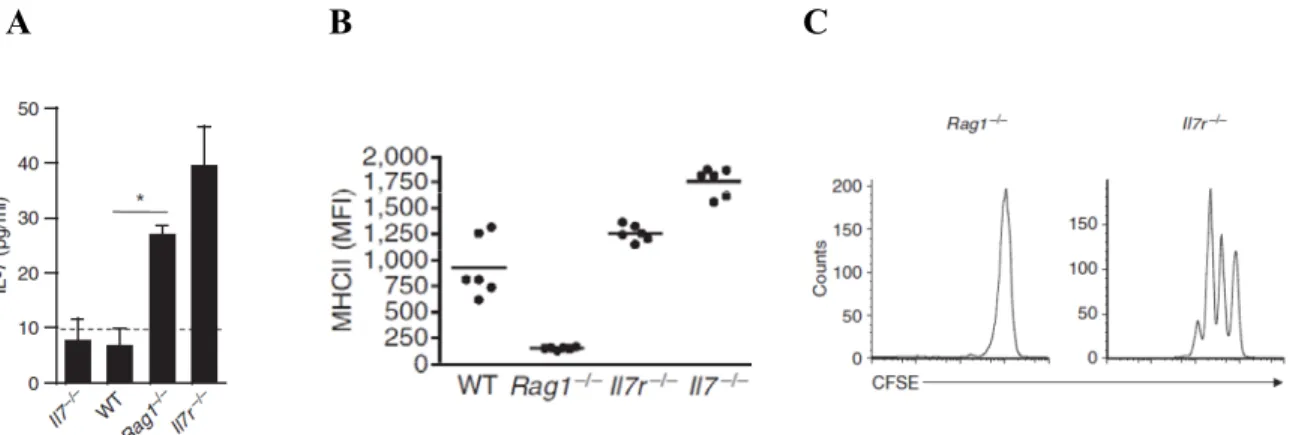 Figure 3 : Lien entre les niveaux élevés d’IL-7 systémiques et l’expression du CMH II sur les DC dans  la prolifération homéostatique des lymphocytes T CD4 +  naïfs