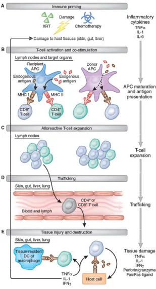 Figure 5 : Étapes de la GVHD aiguë chez la souris. La progression de la GVHD peut-être divisée en trois 