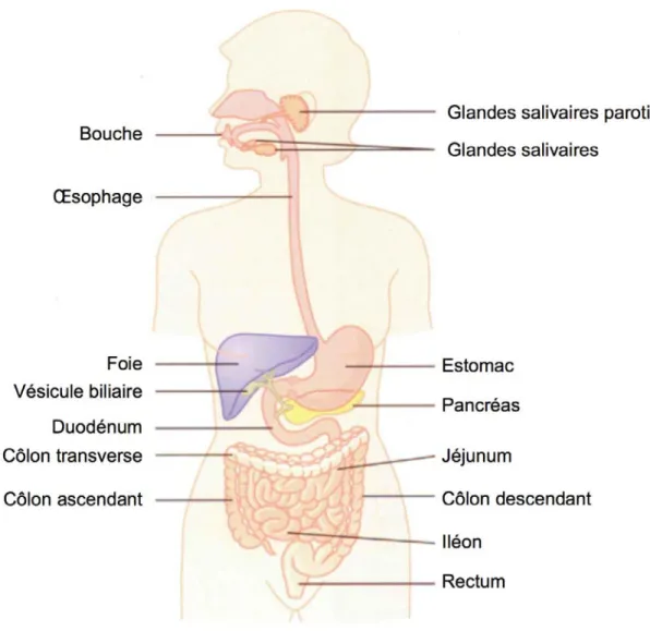 Figure 1. Le système digestif  