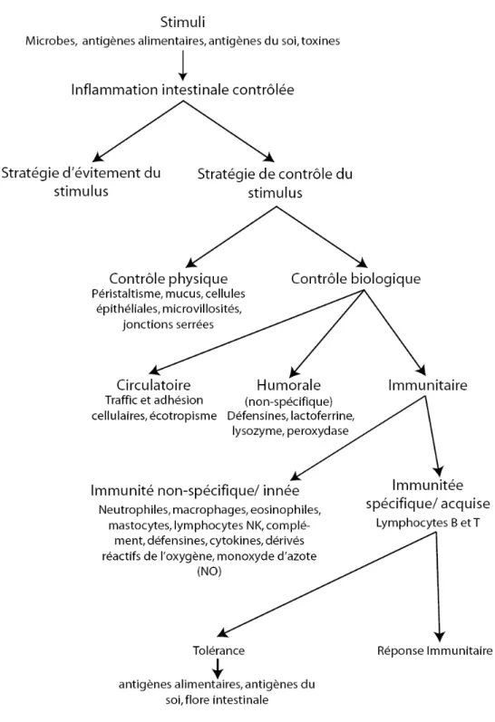 Figure 2. Inflammation contrôlée 