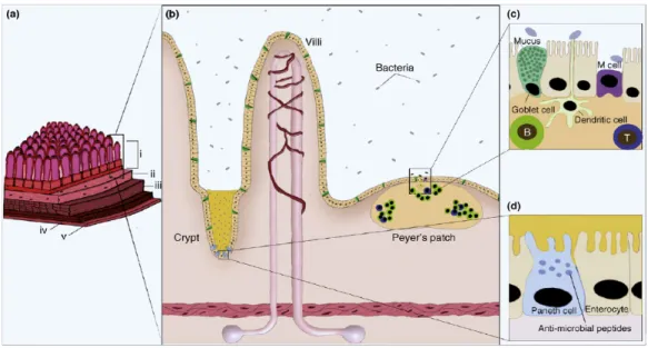 Figure 3. Structure et fonction immunitaire de la paroi intestinale 
