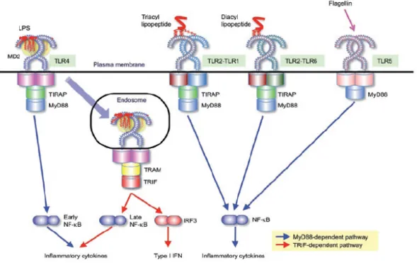 Figure 4. La signalisation via les TLR 