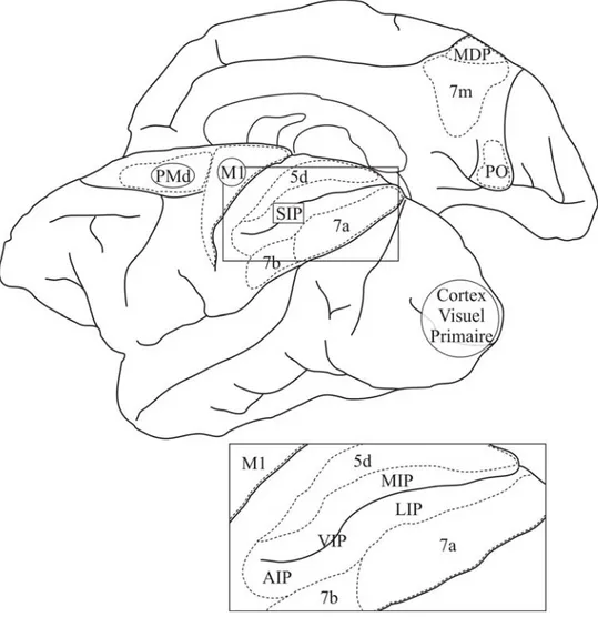 Fig. 2. Illustration des aires pariétales distribuées sur les surfaces dorsales et 