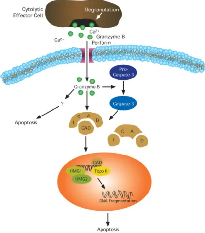 Figure  5  :  Voie  de  l'apoptose  induite  par  la  libération  des  perforines  et  granzyme  B    d'une  cellule lymphocyte T cytotoxique ( SIGMA­ALDRICH). 