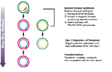 Figure  13  .  Vue  d’ensemble  de  la  méthode  utilisée  pour  la  mutagenèse  dirigée  (référence :  manuel d’utilisation fournit par Agilent Technologies) 