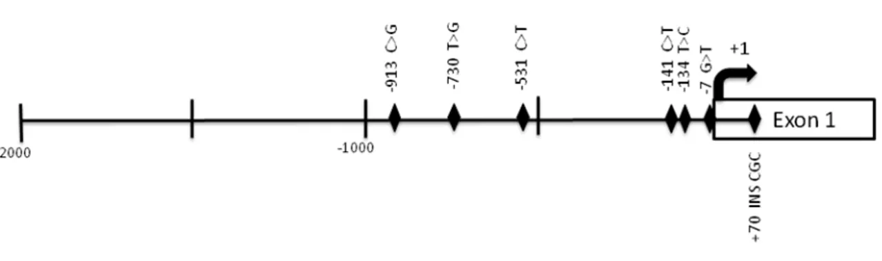 Figure 14 . Schéma du promoteur proximal d’YWHAB avec ses rSNPs.  