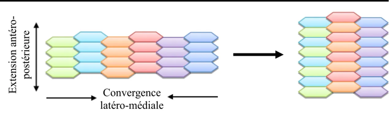 Figure  1.  Diagramme  simplifié  du  processus  morphogénétique  d’extension  convergente 