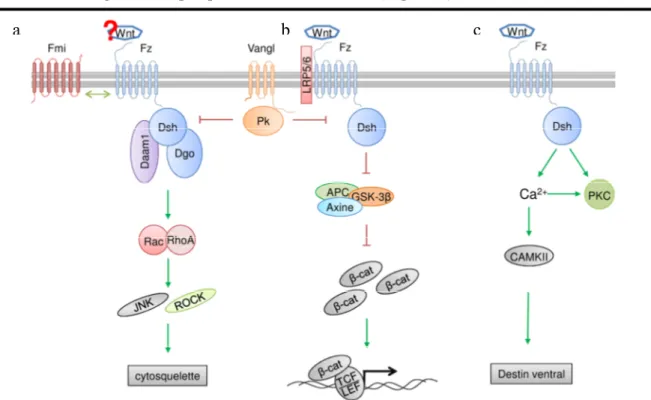 Figure  6.  Diagramme  des  trois  voies  de  signalisation  Wnt/Frizzled.  (a)  La  voie  de  la 