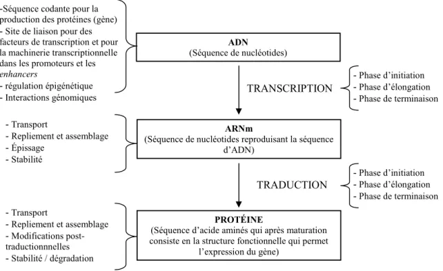 Figure 1.2. Étapes de l’expression génique 