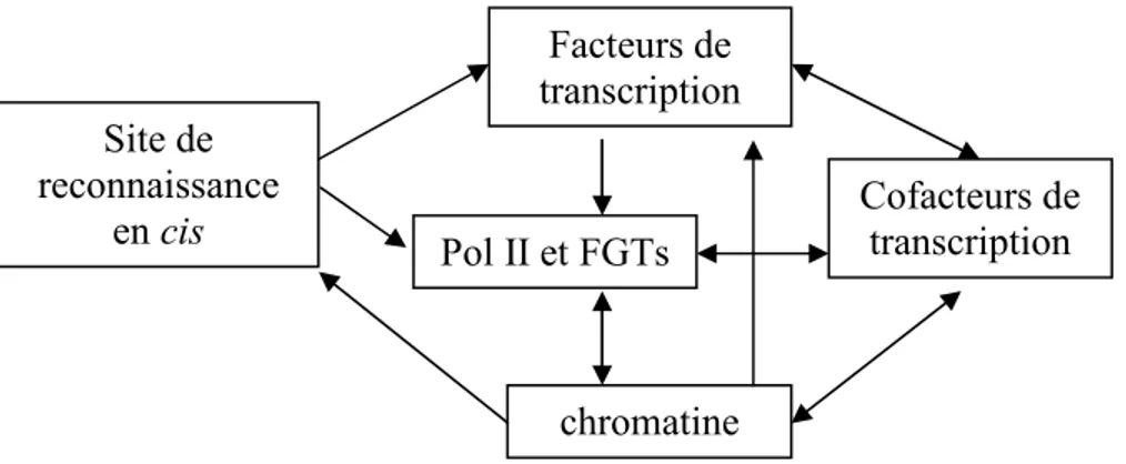 Figure 2.8. Interrelation entre les différents éléments qui influencent la transcription  par l’ARN polymérase II 
