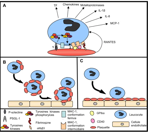 Figure 2 : Types dinteractions possibles entre les leucocytes et les plaquettes. A. 