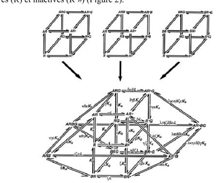 Figure 2 Modèle quaternaire illustrant la complexité des interactions allostériques  d’un récepteur couplé aux protéines G