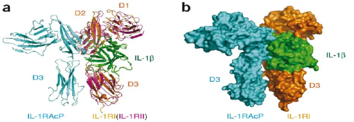 Figure  13.  Structure  du  complexe  IL-1R-IL-1-IL-1RAcP.  La  protéine  accessoire 