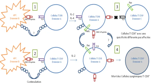 Figure 1 : Mécanisme de transfert du complexe CMH classe I-peptide et de suppression des cellules T 