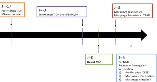 Figure  4-Schéma  temporel  du  déroulement  de  la  réaction  lymphocytaire  mixte  (MLR)