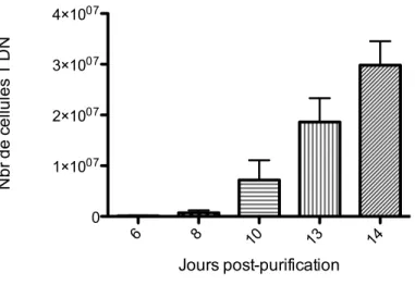 Figure  6 -Isolation  et  amplification  des  cellules  T  doubles-négatives  à  partir  de  sang  périphérique 