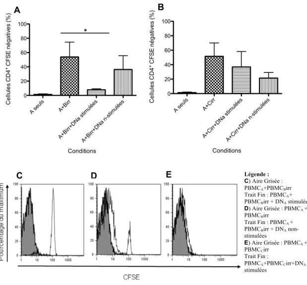 Figure 8- Prolifération des cellules effectrices T CD4 +  lors de la réaction lymphocytaire mixte (MLR)