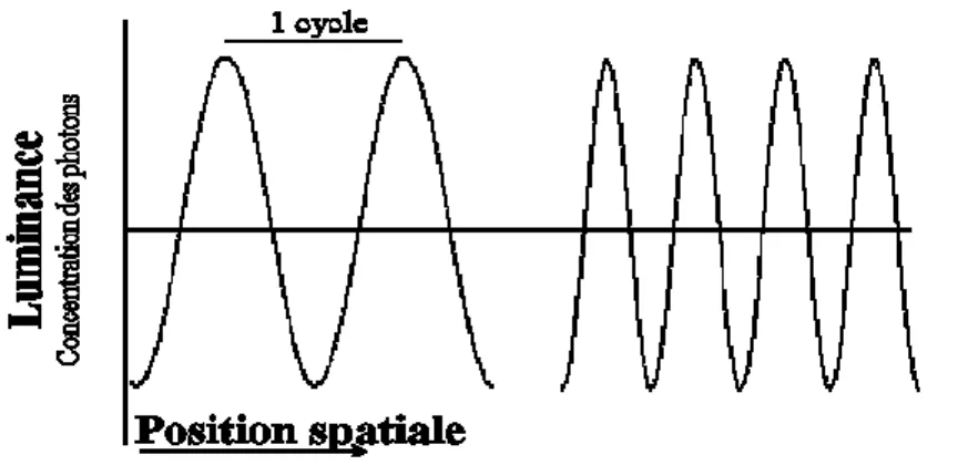 Figure 2. Schéma représentant, à gauche, un stimulus de basse fréquence et,  à droite,  un stimulus de plus haute  fréquence