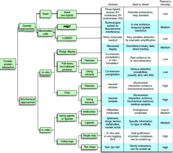 Figure  1.  Liste  des  approches  expérimentales  pour  les  études  in  vivo  et  in  vitro  d’interactions  protéine-protéine