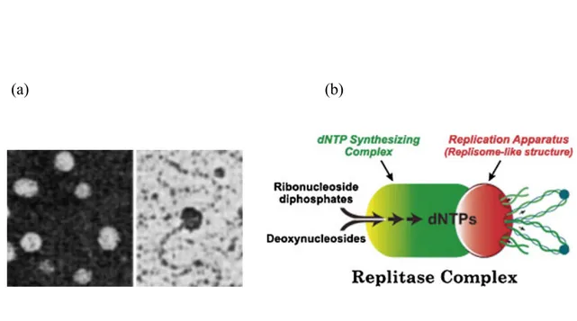 Figure 3. Microscopie électronique du réplitase. (a) association entre le complexe de la  dNTP synthétase et de la machine de réplication, isolée à partir de l’extrait nucléaire des  cellules  du  thymus  (Murthy  and  Reddy  2006)
