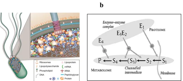 Figure 6. Représentation schématique de (a) l’encombrement moléculaire dans la cellule  d’E