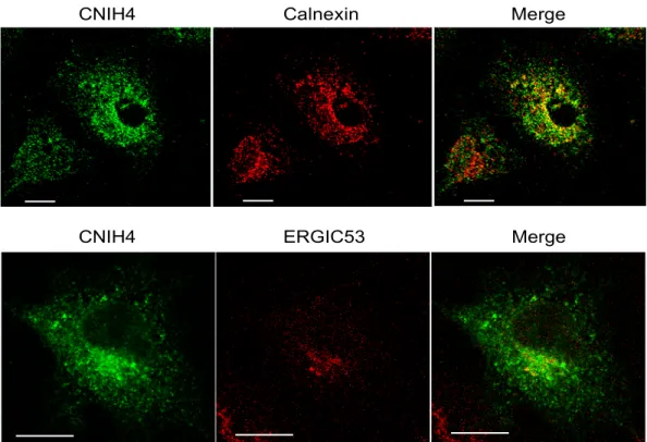 Figure 2. CNIH4 is localized in the early secretory pathway. HEK 293 cells transiently express- express-ing Xpress-CNIH4 were co-stained usexpress-ing an anti-Xpress antibody and an anti-calnexin or ERGIC53  antibody