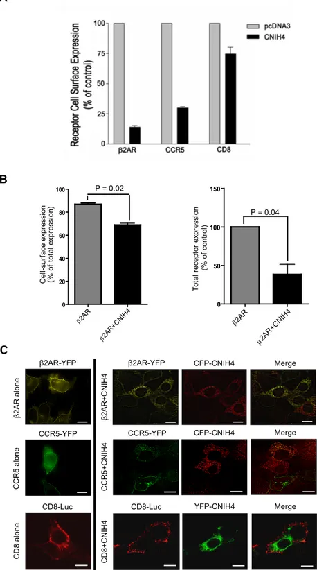 Figure 4. CNIH4 overexpression leads to intracellular retention of GPCRs.