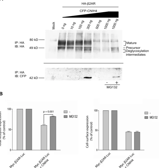 Figure 5. Receptors retained in the ER by CNIH4 are degraded by the proteasome. A) HEK 293 cells were  µ