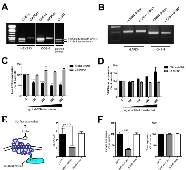 Figure 6.   A) The expression of endogenous CNIH4 mRNA 