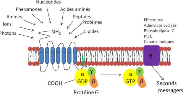 Figure 1. Représentation générale du mécanisme de signalisation par les RCPGs. Modifié de [1]  