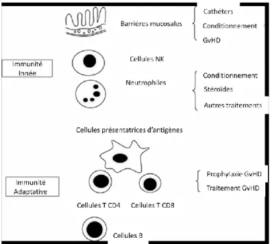 Figure  2.  Facteurs  influençant  les  immunités  innée  et  adaptative  avant  et  après  une  greffe de CSH