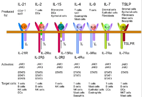 Figure 5. Les récepteurs des cytokines c et de la TSLP. L’IL2 et l’IL15 sont les seules 