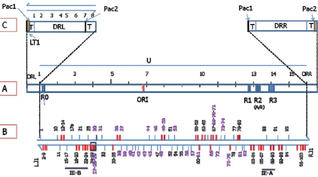 Figure 2.   Genomic organization of HHV-6 