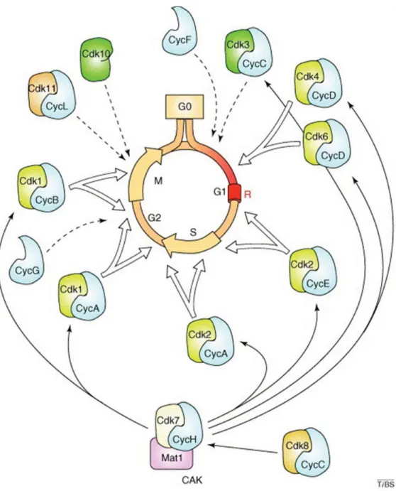 Figure 1. Les quatres phases du cycle cellulaire. 