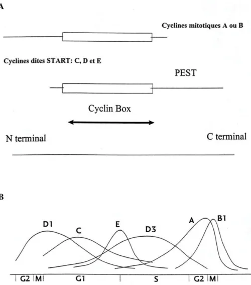 Figure 2 : A. Structure d’une cycline montrant « la boite cycline » ainsi que son  domaine « PEST »