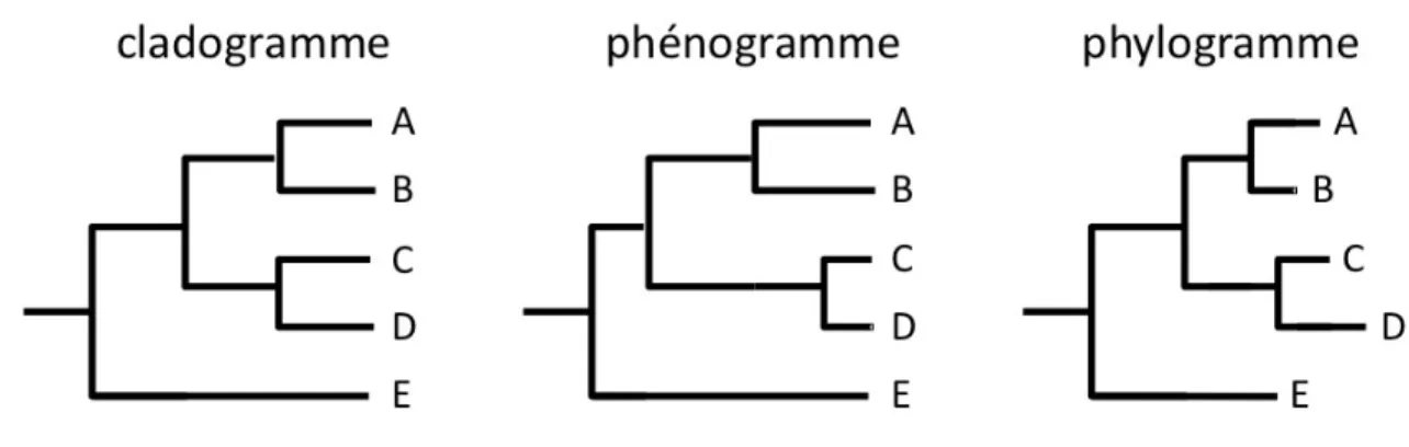 Figure  1  :  Schématisation  d'un  cladogramme,  d'un  phénogramme,  et  d'un  phylogramme 