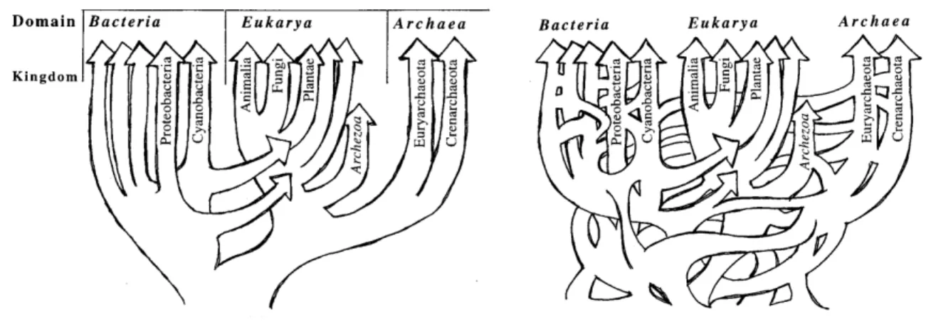 Figure  6  :  Schématisation  de  la  vision  classique  de  l'histoire  du  vivant  et  d'une  vision buissonnante selon Doolittle