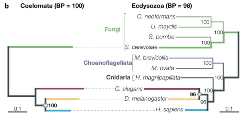 Figure 11 : Illustration de l'impact de l'artéfact d'attraction des longues branches  D’après  une  interprétation  de  la  morphologie  (Adoutte  et  al.,  2000),  les  animaux  à  symétrie  bilatérale  (Bilateria)  étaient  séparés  en  Coelomata,  Pseud