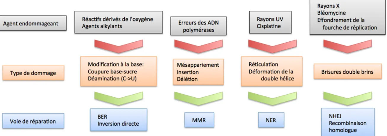 Figure 1-1. Résumé des dommages à l’ADN et des voies de réparations 