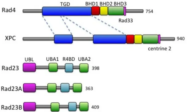 Figure  1-5.  Structures  primaires  de  Rad4,  XPC,  Rad23,  RAD23A  et  Rad24B.  Les  segments  n’ayant pas de domaine précis sont dessinés d’un trait gris
