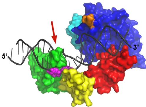 Figure 1-6. Structure tridimensionnelle de Rad4 lié à l’ADN endommagé. Le code-couleur est  le  même  qu’à  la  Figure  1-5 :  domaine  TGD  (bleu),  domaines  BHD1  (rouge),  BHD2  (jaune),  BHD3 (vert), ADN (gris), nucléotides non-pairés, opposés à la lé