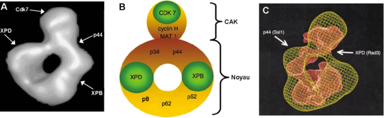 Figure  1-8.  Structures  globales  de  TFIIH. Les  structures  de  TFIIH  d’humain  (A,  adapté  de  (90))  et  de  levure  (C,  adapté  de  (89))  ont  été  résolues  par cryomicroscopie  électronique