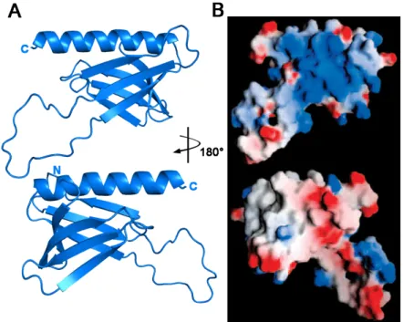 Figure 1-11.  Le domaine PH de Tfb1 possède une face chargée positivement. A) Structure du  domaine  PH  de  Tfb1