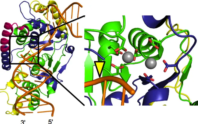 Figure 1-14. Structure de FEN-1 liée à l’ADN. Les couleurs sont les mêmes qu’à la Figure 1-12  (domaine N (bleu), domaine I (vert), segment espaceur (magenta), segment carboxy-terminal  (jaune),  ADN  (orange),  ions  divalents  (gris))