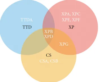 Figure 1-15. Diagramme de Venn représentant les trois maladies liées à la NER: xeroderma  pigmentosum  (XP),  syndrome  de  Cockayne  (CS),  trichothiodystrophie  (TTD)