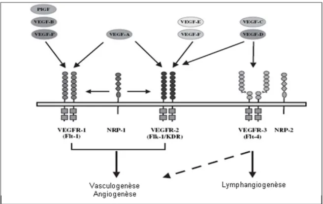 Figure 1.1. Spécificités de liaison des différents ligands de VEGF et leurs récepteurs