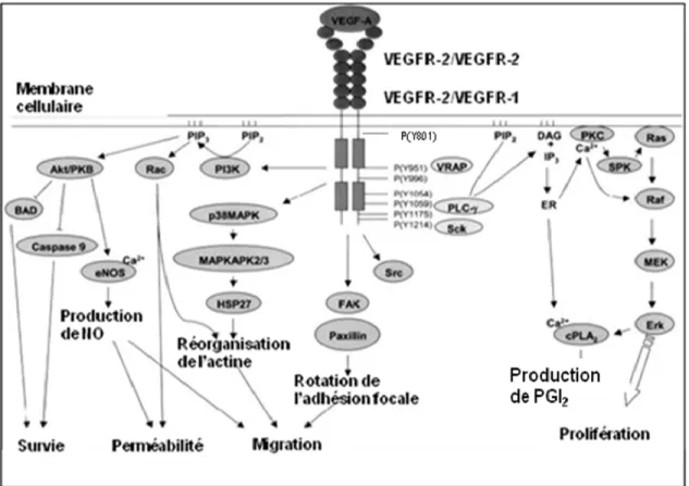 Figure 1.2. Mécanisme d'activation du VEGFR-2 par le VEGF-A, les différentes voies de  signalisation amènent à la survie, la perméabilité, la migration, et la prolifération des  cellules endothéliales